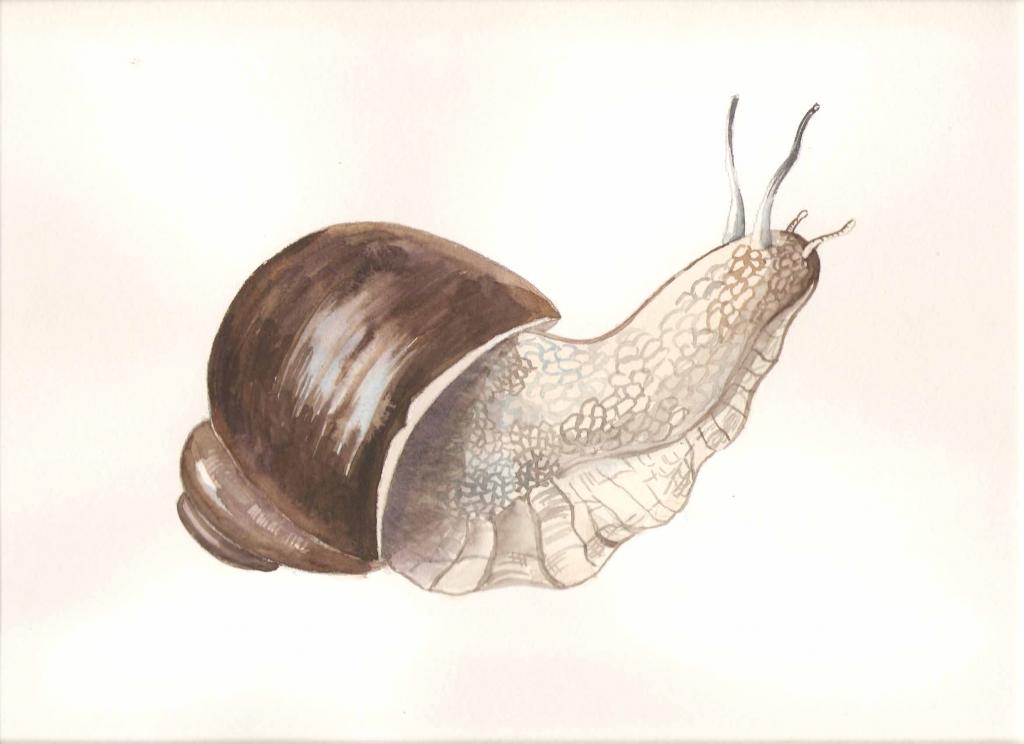 Улитка